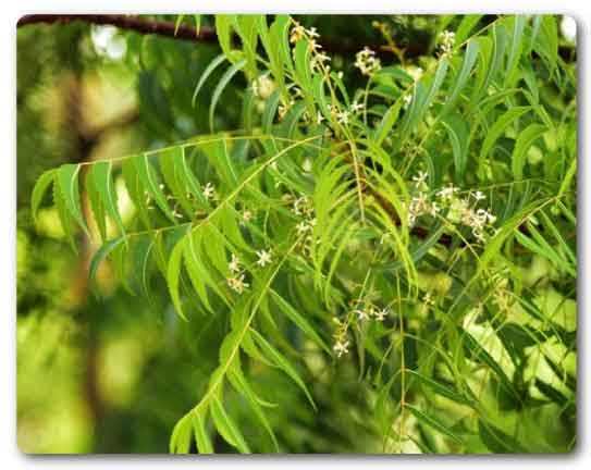  Andhra Pradesh state tree, Neem, Azadirachta indica